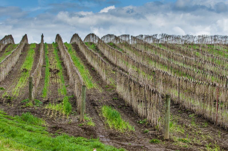 Berry canes tied to wire trellis for the winter. Berry canes tied to wire trellis for the winter