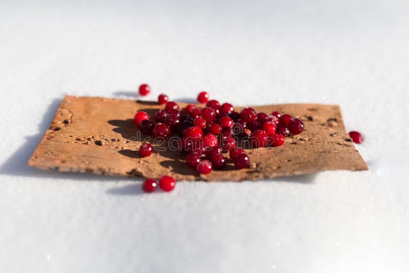 Berry Cranberry Winter in the Snow Stock Photo Image of berry