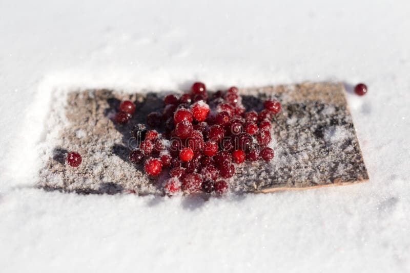 Berry Cranberry Winter in the Snow Stock Photo Image of winter