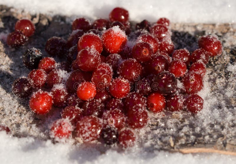 Berry Cranberry Winter in the Snow Stock Photo Image of fruit