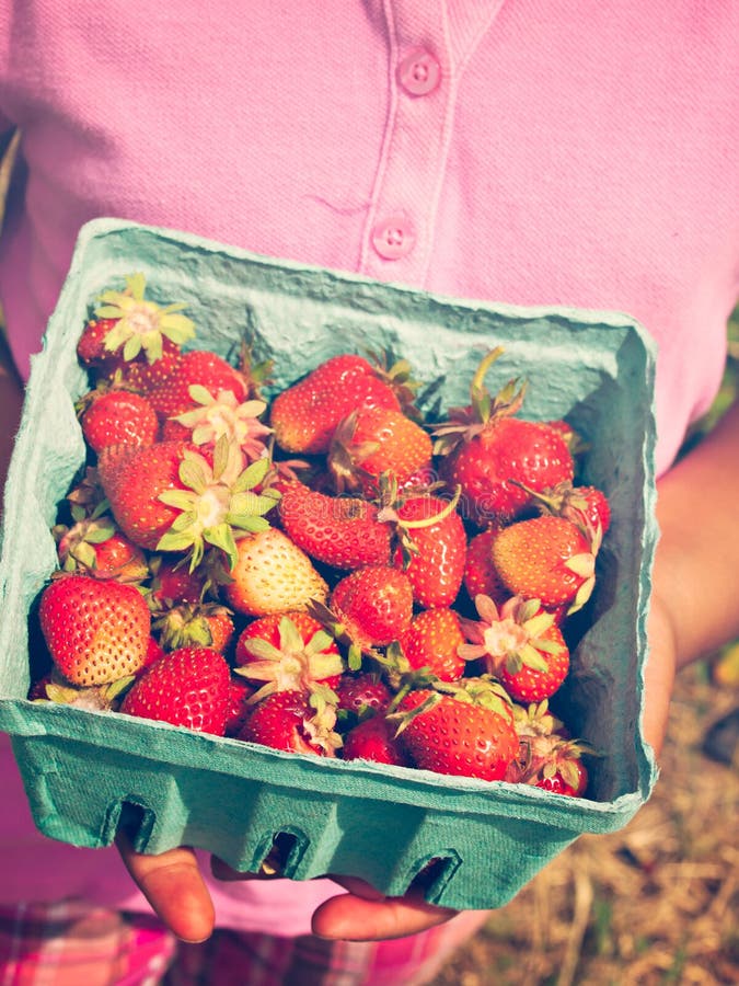 Berry Farm stock photo. Image of fresh, pick, picking 62349322