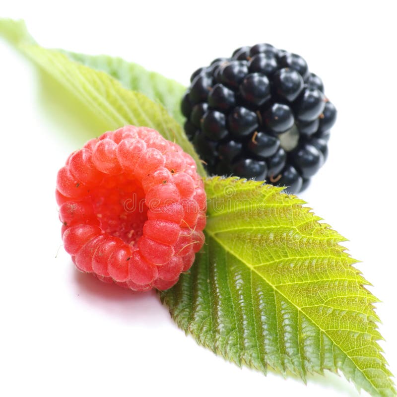 Brambleberry foliage stock photo. Image of luscious, mellow