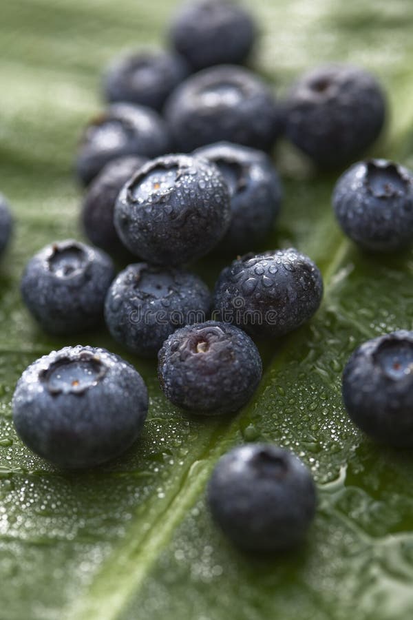 Berry fruits. stock image. Image of nutritional, health 3531683