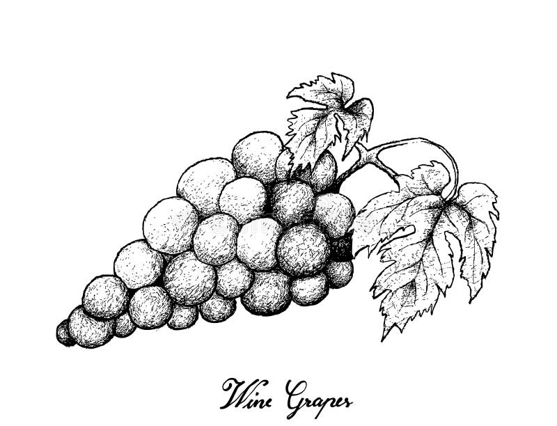 Hand Drawing of Fresh Juicy Red Grapes