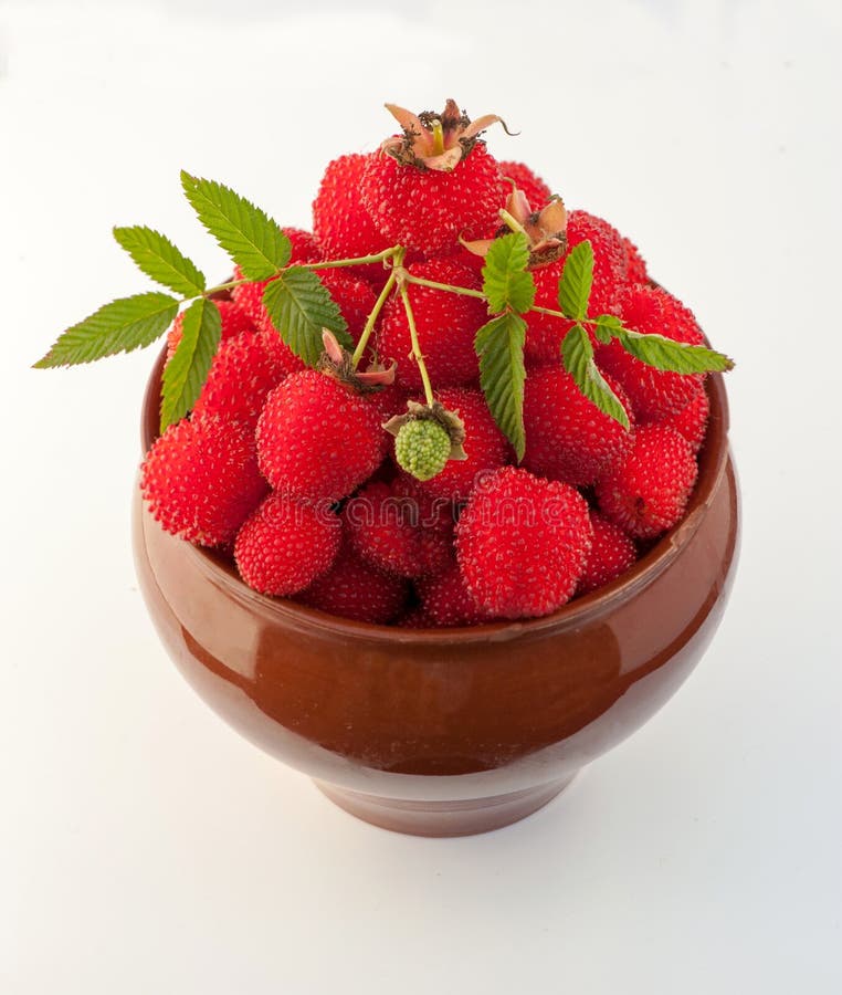 Berry Garden Hybrid of Blackberry and Raspberry Stock Photo Image of shrub, crop 34240620