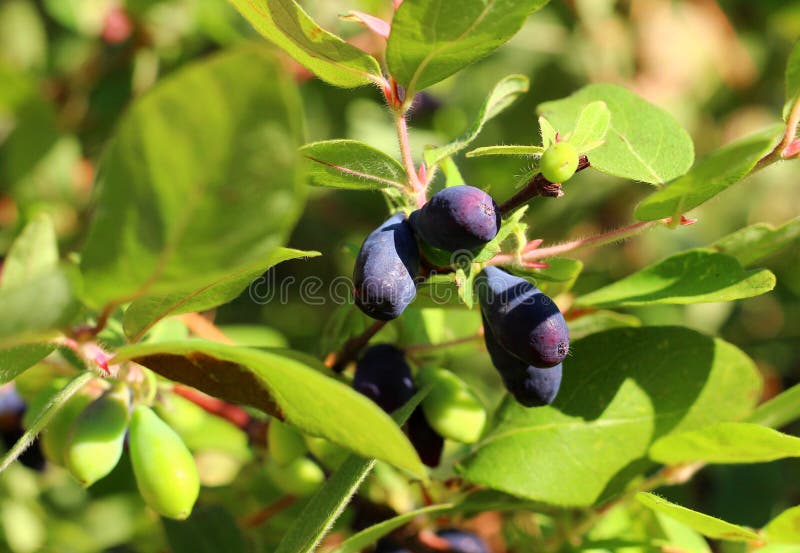 The Honeysuckle Berries on the Bush Stock Photo Image of fresh, food