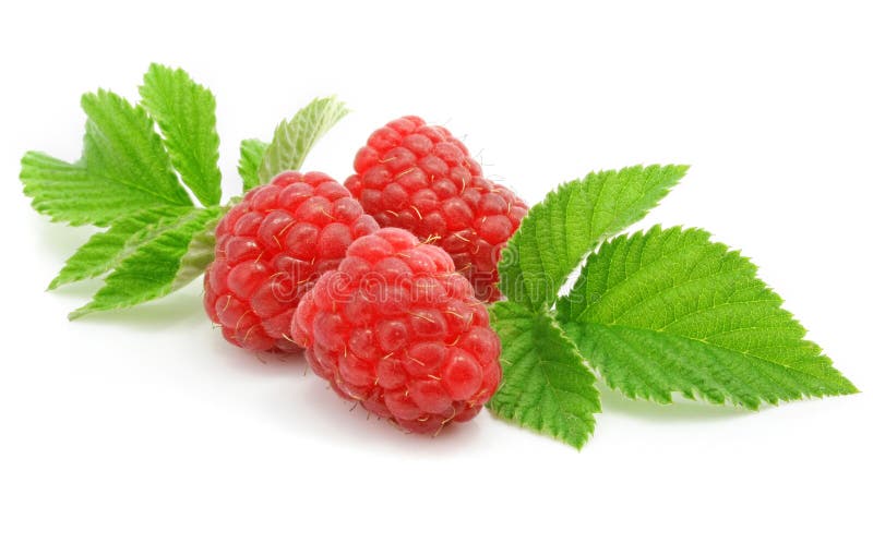 Berry liści malina odizolowana dojrzałe obraz royalty free