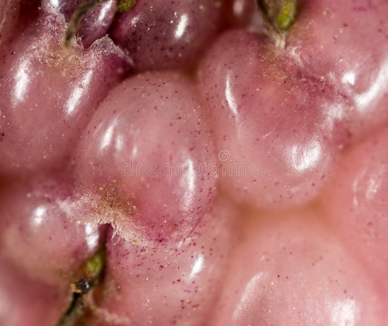 Berry mulberry trees as a backdrop. macro royalty free stock images Berry mulberry trees as a backdrop. macro royalty free stock images
