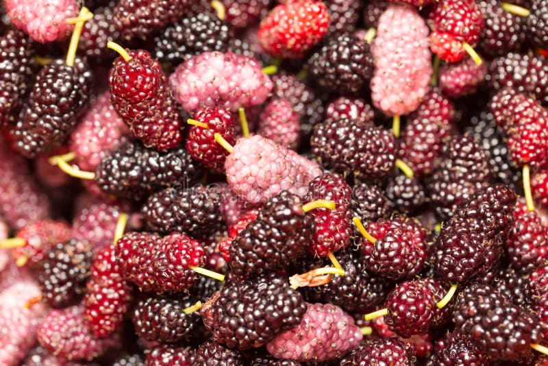 Berry mulberry trees as a backdrop. macro stock photos Berry mulberry trees as a backdrop. macro stock photos