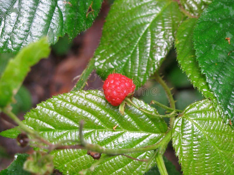 Berry, Raspberries Blackberries And Dewberries, West Indian Raspberry