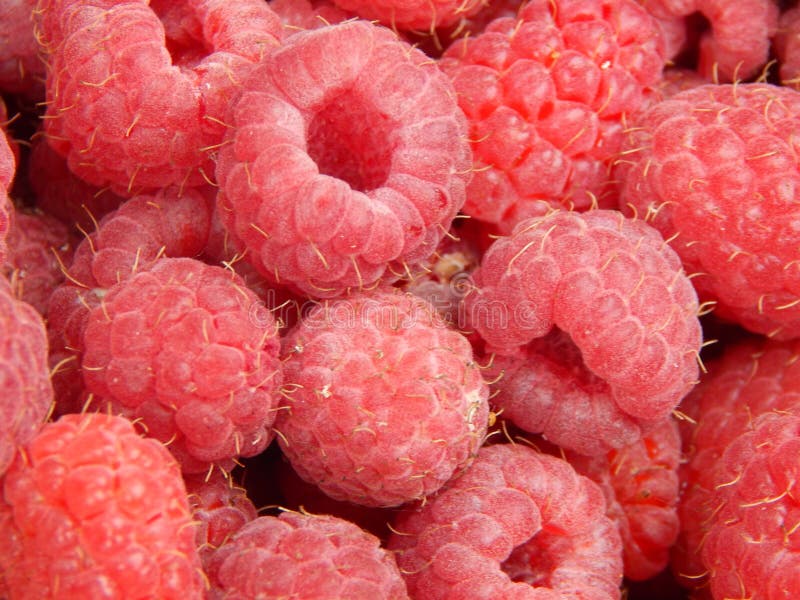Berry Raspberries Fruit Picking Stock Image Image of sweet, freshness