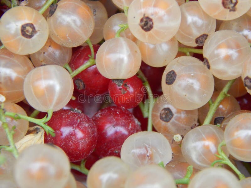 Berry Raspberries Fruit Picking Stock Image Image of healthy, farm