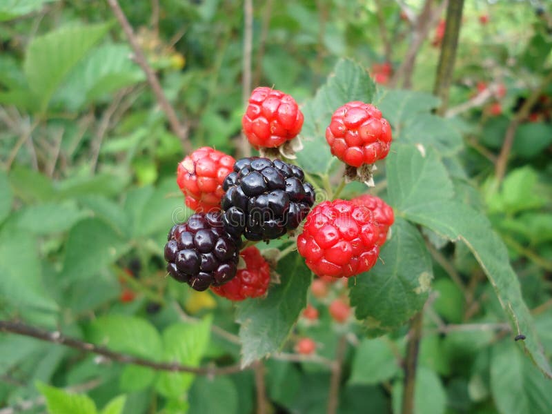 Berry, Raspberry, Raspberries Blackberries And Dewberries, Mulberry