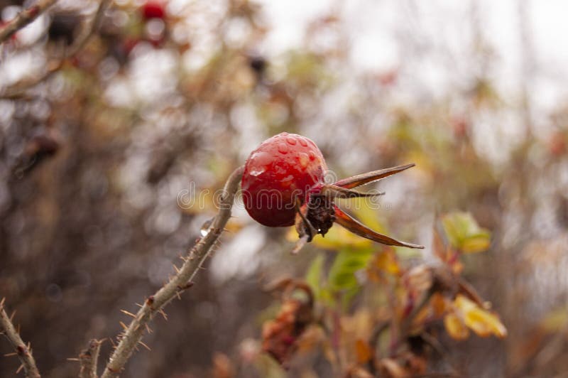 The berry of rose hips on a bush closeup stock photo The berry of rose hips on a bush closeup stock photo