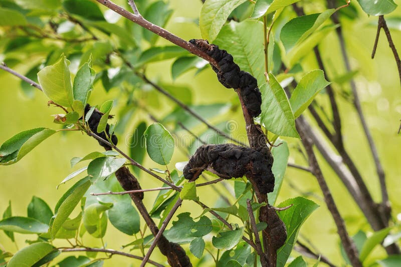 A Berry Tree with Black Knot Disease Stock Photo Image of burr