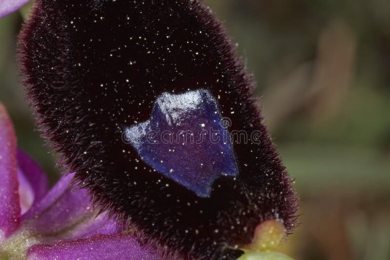Bertolonis bee orchid in cape kamenjak obraz stock