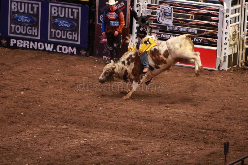 Berufs Stier Reiterturnier Auf Madison Square Garden