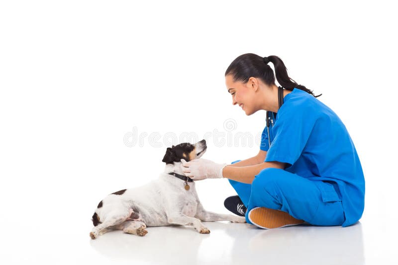 Tierarzt-Schoßhund