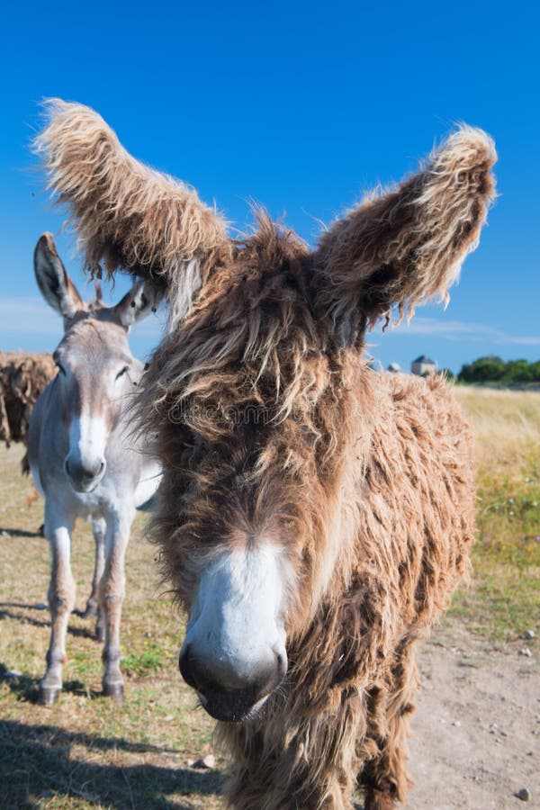 Famous donkeys with long shaggy hair in French island Ile de Re. Famous donkeys with long shaggy hair in French island Ile de Re