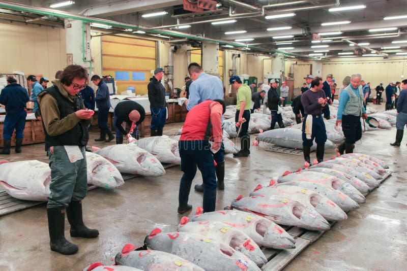 Berühmte Thunfischauktion am Tsukiji-Fischmarkt lizenzfreie stockfotos Berühmte Thunfischauktion am Tsukiji-Fischmarkt lizenzfreie stockfotos