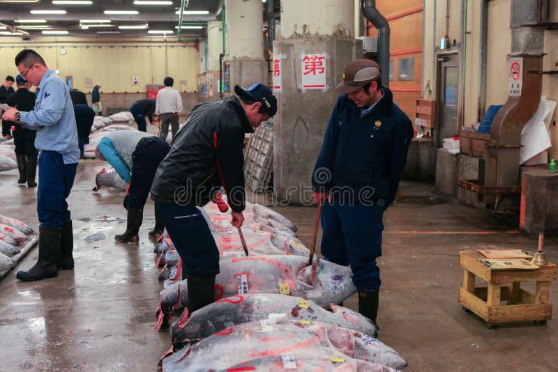 Berühmte Thunfischauktion am Tsukiji-Fischmarkt stockfotografie Berühmte Thunfischauktion am Tsukiji-Fischmarkt stockfotografie