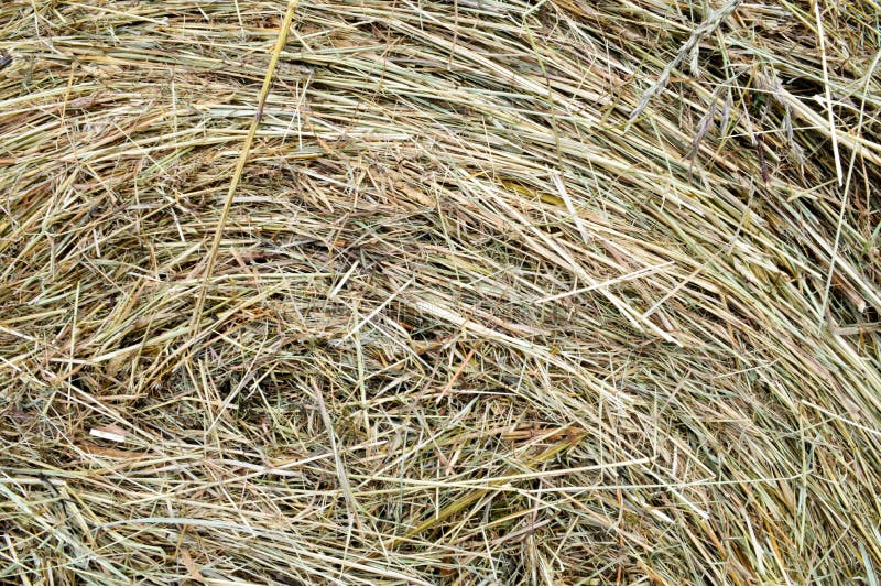 Beschaffenheit eines runden natürlichen getrockneten trockenen Heuschobers des Strohs ist ein trockenes Gras mit den Ährchen und lizenzfreies stockbild Beschaffenheit eines runden natürlichen getrockneten trockenen Heuschobers des Strohs ist ein trockenes Gras mit den Ährchen und lizenzfreies stockbild