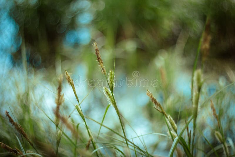 Beschaffenheit und Hintergrund des grünen Grases mit bokeh am sonnigen Tag Helles saftiges Seggegras auf grün-blauem Gelbem verwi stockbilder Beschaffenheit und Hintergrund des grünen Grases mit bokeh am sonnigen Tag Helles saftiges Seggegras auf grün-blauem Gelbem verwi stockbilder