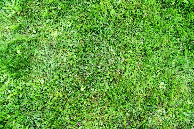 Beschaffenheitshintergrund des grünen Grases stockfotografie Beschaffenheitshintergrund des grünen Grases stockfotografie