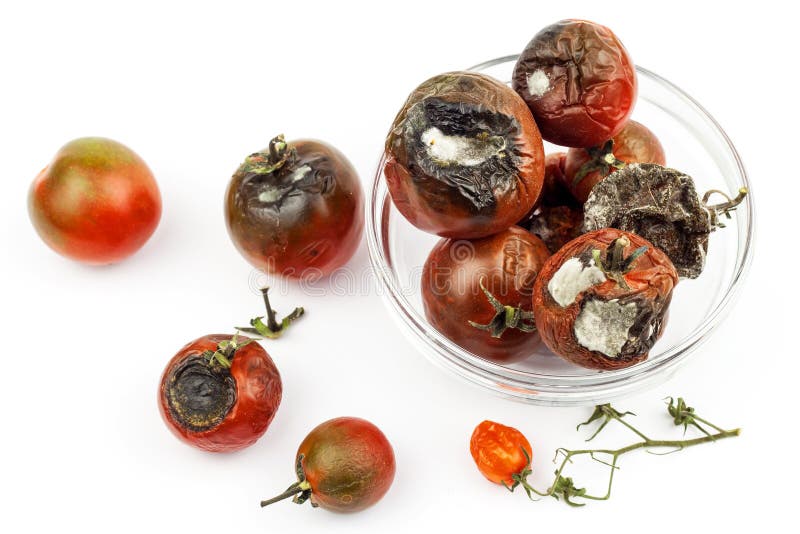 Beschimmelde tomaten in een glaskom op een witte achtergrond Ongezond Voedsel Slechte opslag van groenten Vorm op voedsel stock afbeeldingen Beschimmelde tomaten in een glaskom op een witte achtergrond Ongezond Voedsel Slechte opslag van groenten Vorm op voedsel stock afbeeldingen