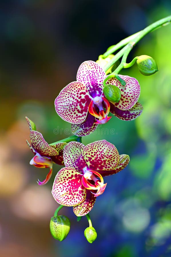 Beschmutzte Orchideen und Knospen