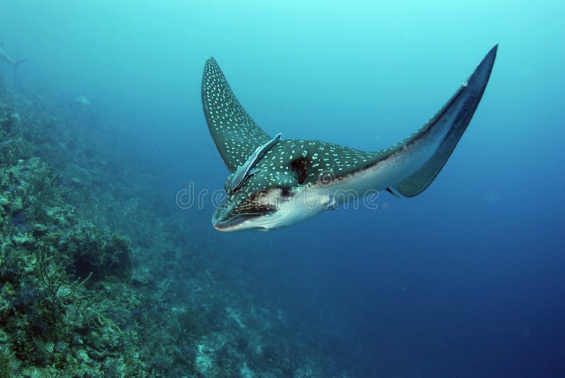 Spotted Eagle Ray (Aetobatus narinari) in the Bahamas. Spotted Eagle Ray (Aetobatus narinari) in the Bahamas