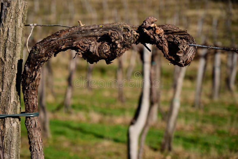 Beschnittene Reben im Vorfr?hling im Weinberg lizenzfreie stockfotos Beschnittene Reben im Vorfr?hling im Weinberg lizenzfreie stockfotos
