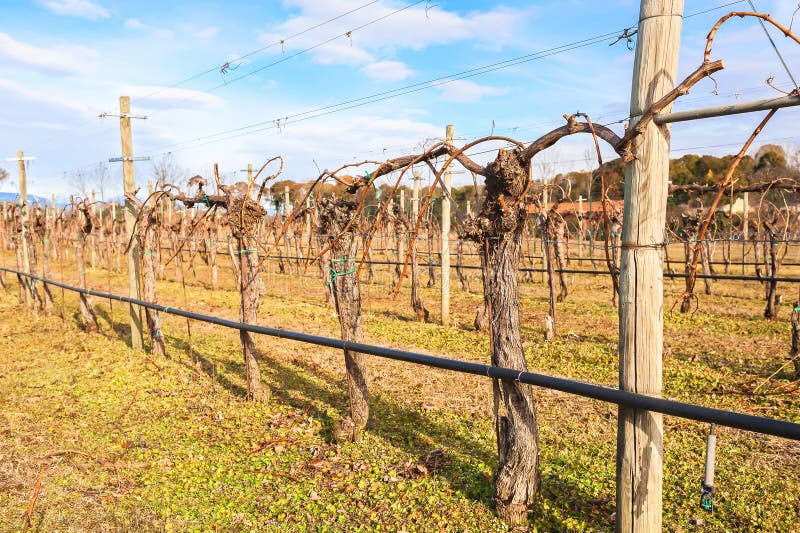 Alte Reben In Einem Weinberg Im Winter Stockbild - Bild von