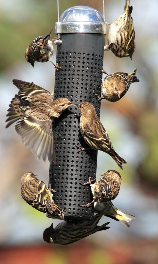 Many Pine Siskin birds at suspended bird feeder. Many Pine Siskin birds at suspended bird feeder.