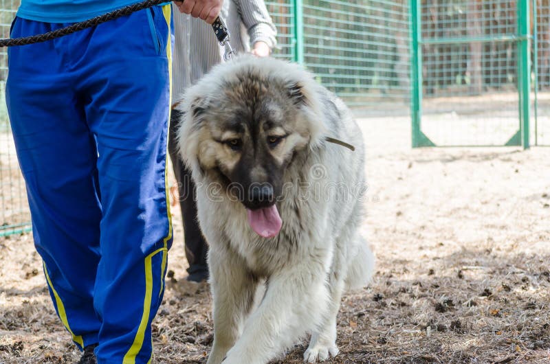 Besetzung, Hundetraining auf einer speziellen Plattform Klassen mit einem Hundeführer Vorbereiten f?r den Wettbewerb Hei?er Somme stockbild Besetzung, Hundetraining auf einer speziellen Plattform Klassen mit einem Hundeführer Vorbereiten f?r den Wettbewerb Hei?er Somme stockbild