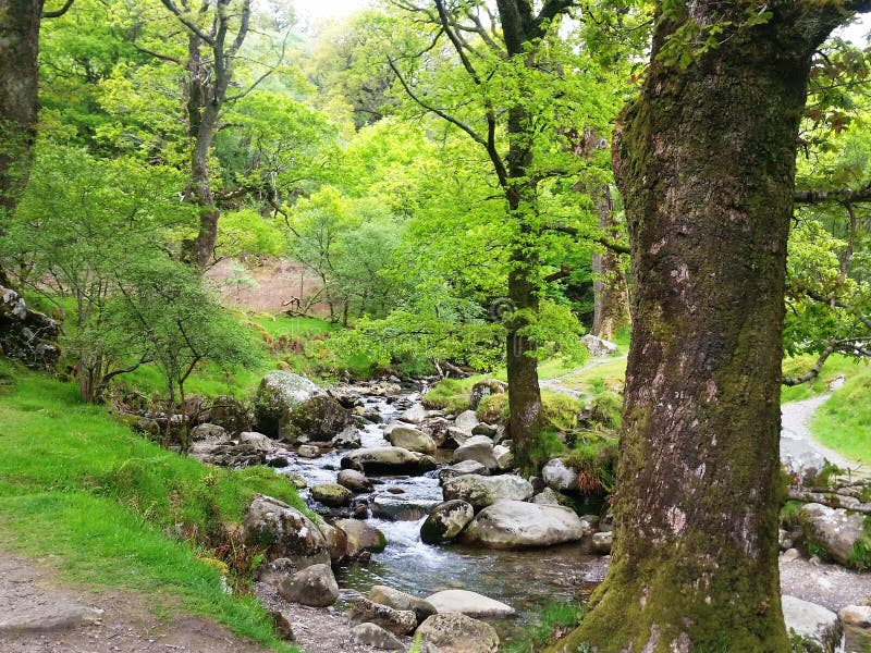 Beskydd av biologisk mångfald och landskapet i Wicklow bergnationalpark royaltyfri foto Beskydd av biologisk mångfald och landskapet i Wicklow bergnationalpark royaltyfri foto