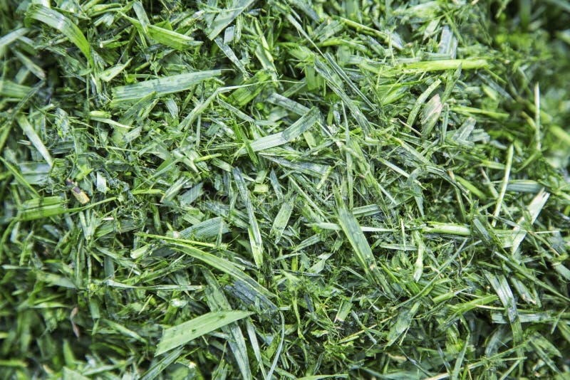 Chopped green and cut mulch clippings are fresh shredded clipping mulched and ripped torn mower grass blades from lawn mowing landscaping. Chopped green and cut mulch clippings are fresh shredded clipping mulched and ripped torn mower grass blades from lawn mowing landscaping.