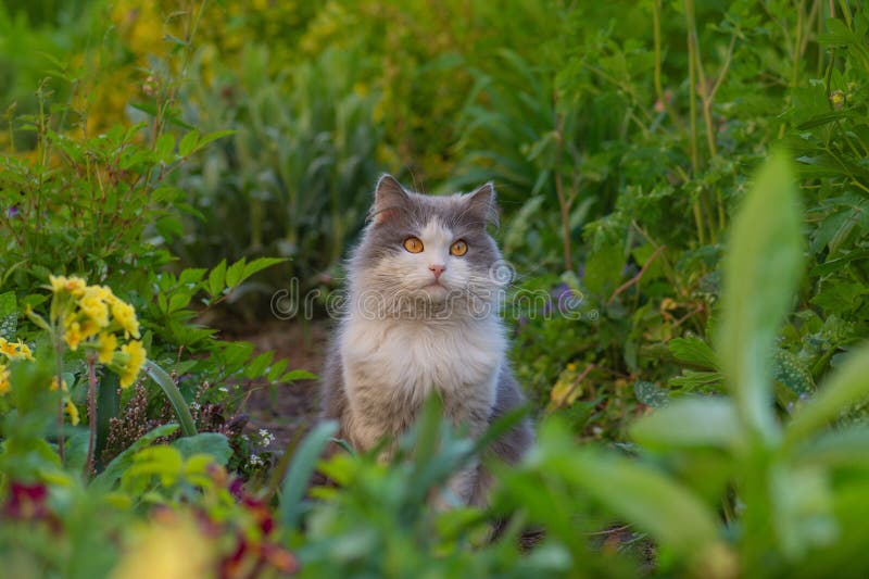 Besoin que les animaux soient en plein air dans le jardin. adorable chat dans le jardin libre de marcher images stock Besoin que les animaux soient en plein air dans le jardin. adorable chat dans le jardin libre de marcher images stock