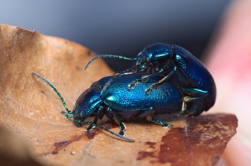 Besouro Azul tem previsão de abertura doméstica catastrófica