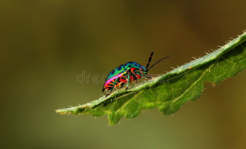 Besouro Colorido Imagem De Stock Imagem De Besouro Macro 16619245