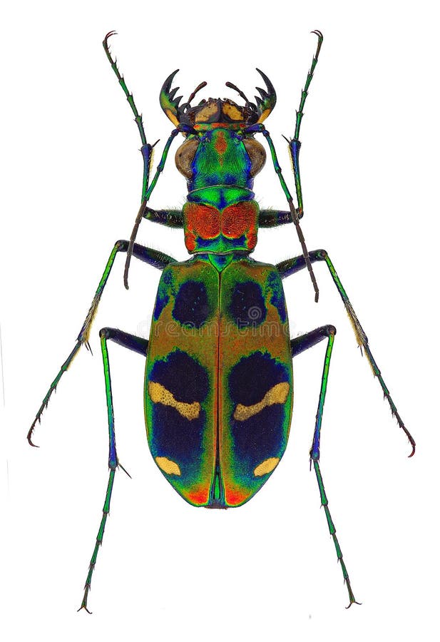 Tiger beetle Cicindela (Sophrodela) chinensis isolated on a white background. Tiger beetle Cicindela (Sophrodela) chinensis isolated on a white background