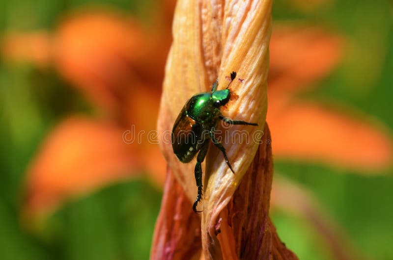 Besouro japonês que escala em um pedal da flor fotos de stock Besouro japonês que escala em um pedal da flor fotos de stock