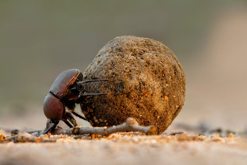 Besouro do esterco escalando uma bola de fezes no deserto e perde