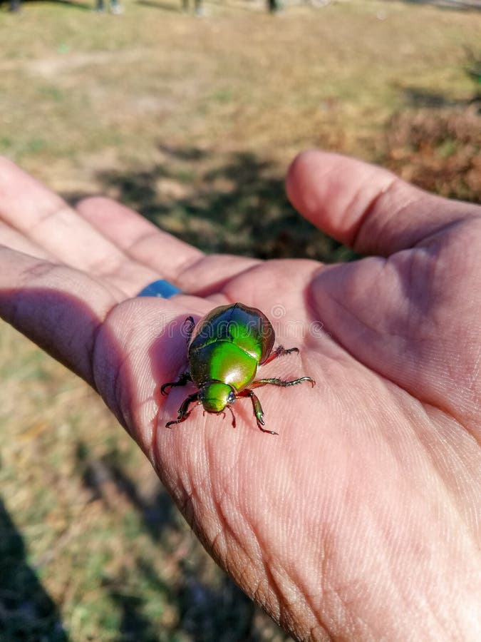 Besouro verde da joia de Buprestidae, besouro metálico da madeira-perfuração, aequisignata de Sternocera foto de stock Besouro verde da joia de Buprestidae, besouro metálico da madeira-perfuração, aequisignata de Sternocera foto de stock