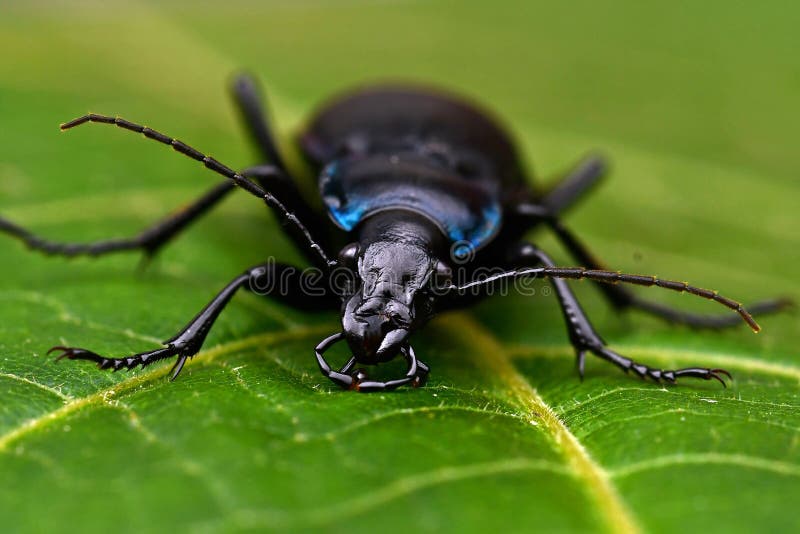 Besouro à terra violeta, violaceus de Carabus no close-up imagens de stock Besouro à terra violeta, violaceus de Carabus no close-up imagens de stock