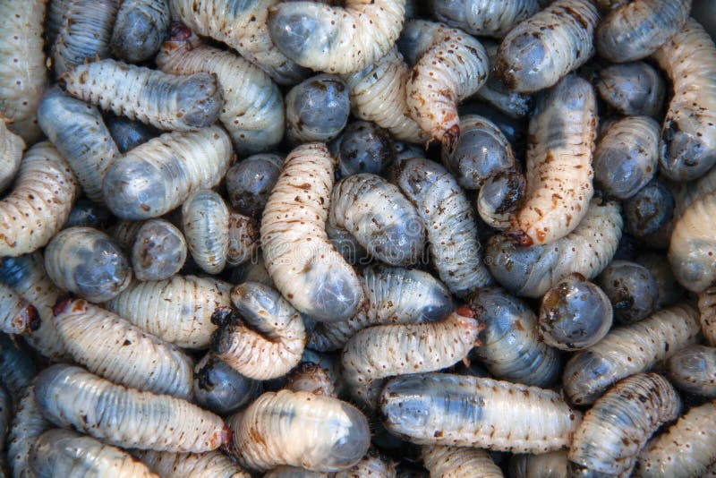 Besouros da larva imagem de stock royalty free Besouros da larva imagem de stock royalty free