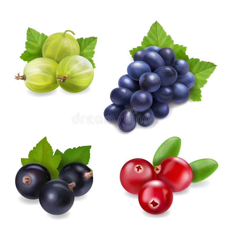 Bessen realistische reeks met geïsoleerd Amerikaanse veenbes, druiven, kruisbes en zwarte besinzameling stock illustratie Bessen realistische reeks met geïsoleerd Amerikaanse veenbes, druiven, kruisbes en zwarte besinzameling stock illustratie