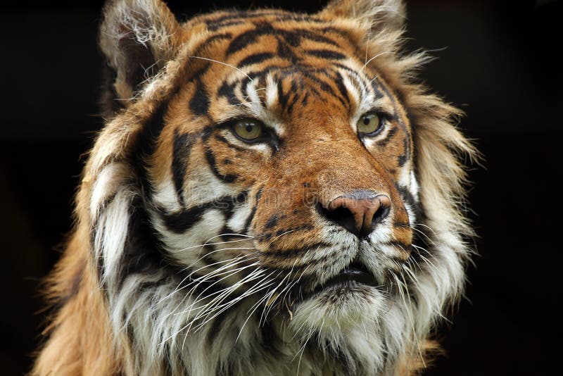 Best of the Big Cats stock image. Image of exotic, nature 5255727