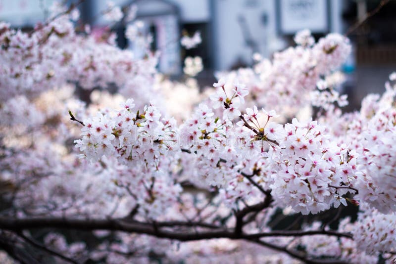The Best Cherry Blossom in Yokohama Stock Image Image of shrub, city