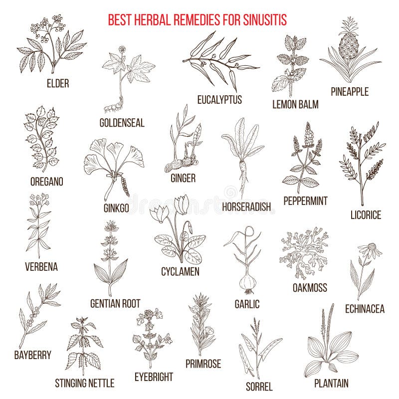Best Herbal Remedies for Sinusitis Stock Vector Illustration of